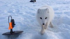 فيديو طريف لثعلب يسرق سمكة ويدعو صديقه عليها !