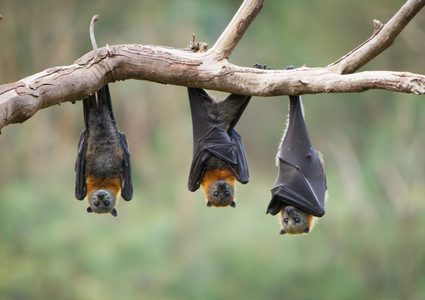 الحمض النووي يكشف كيف أصبح الخفاش متعطشاً للدماء