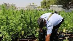 ضبط 2000 شتلة "ماريغوانا" مخدرة