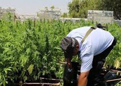 ضبط 2000 شتلة "ماريغوانا" مخدرة