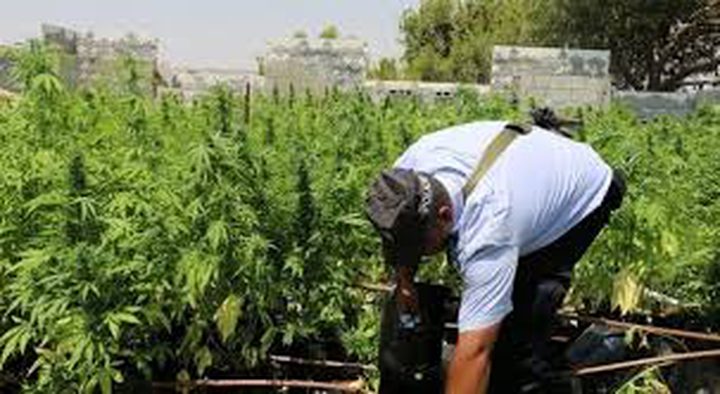 ضبط 2000 شتلة "ماريغوانا" مخدرة