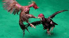 صراع الديوك بمليون دولار في تايلند