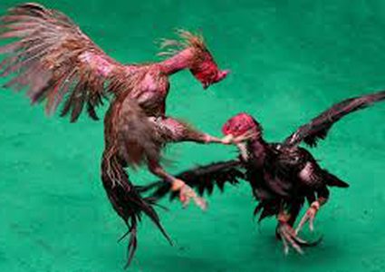 صراع الديوك بمليون دولار في تايلند