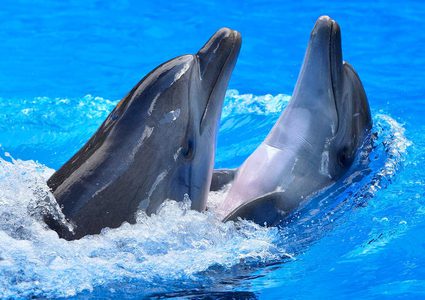 حيوانات يمكنها التنبؤ بما لا نستطيع اكتشافه