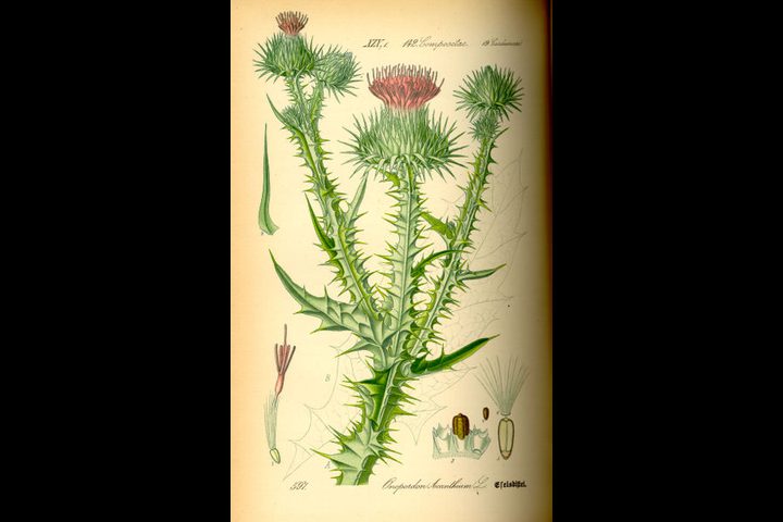 تعرف على النبتة التي نشرت داء السلمونيا القاتل !