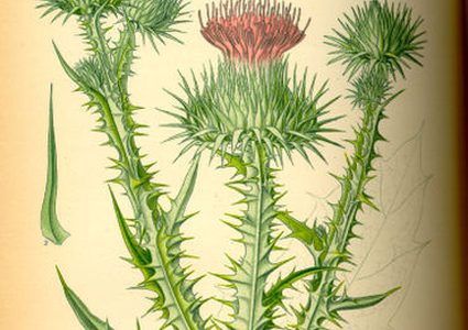 تعرف على النبتة التي نشرت داء السلمونيا القاتل !