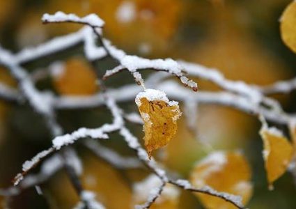 اكتشاف تاريخ ظهور النباتات على سطح الأرض