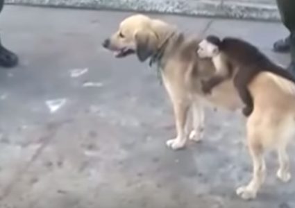 كلبة تتبنى قرد كبوشي بعد نفوق جرائها