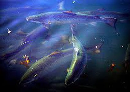 أسماك السلمون تملك "بوصلات" في أدمغتها