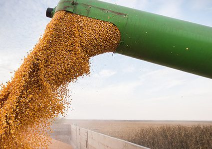 بعد عقود...الذرة المعدلة وراثياً جيدة للصحة