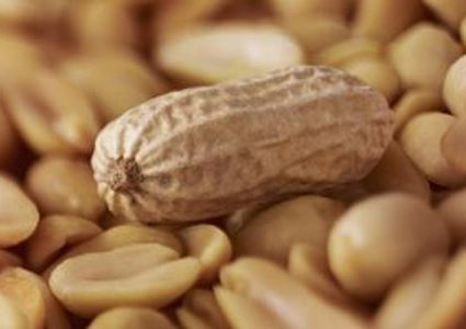 كبسولات "الفول السوداني" لعلاج الحساسية من البقوليات