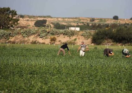 الاحتلال يرش أراضٍ زراعية بالمبيدات السامة شرق غزة