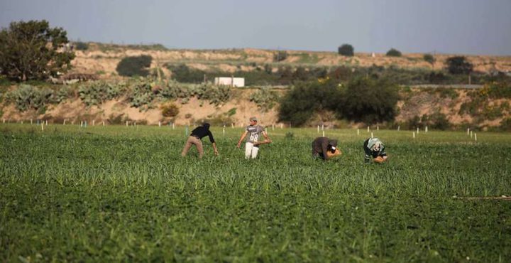 الاحتلال يرش أراضٍ زراعية بالمبيدات السامة شرق غزة