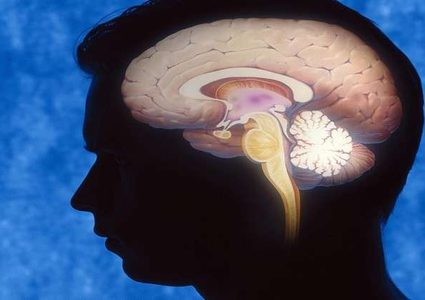 الدماغ البشري يصاب بالشيخوخة بدءا من سن الـ25