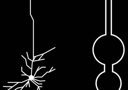 هل تتشابه خوارزميات التعلم في دماغ الإنسان مع خوازميات الذكاء الاصطناعي ؟