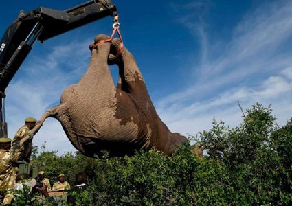 طريقة شحن الفيلة إلى الحدائق الوطنية في كينيا