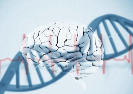 لماذا أ|صبحت أدمغة البشر صغيرة الحجم؟