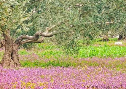 سعد السعود يفتح أبواب الربيع