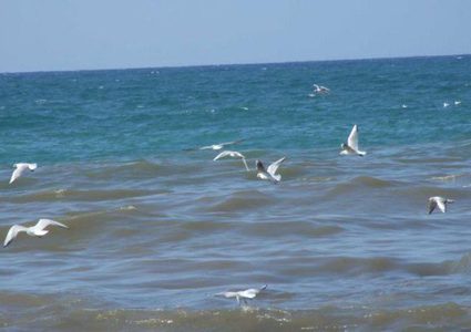 بعد ارتقاء شهيد أمس.. بحر غزة بلا صيادين