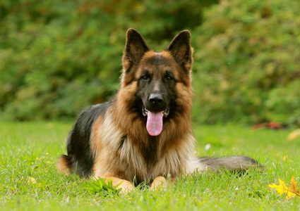 كلب يتلقى أربع رصاصات بدلا من صاحبه