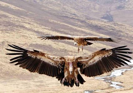 فيل يفتك بـ 87 نسراً مهدداً بالإنقراض