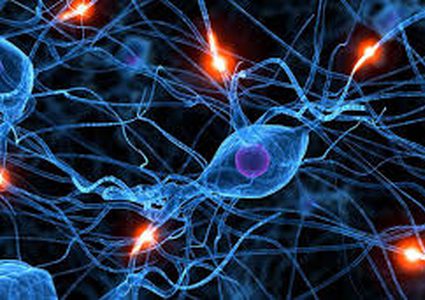 استعادة نشاط الدماغ بعد الجلطة بالخلايا الجذعية!