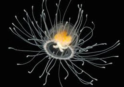 مخلوق خالد وحيد في كوكب الأرض