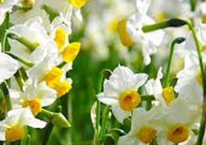 النرجس البرى أحدث علاج للسرطان من الطبيعة