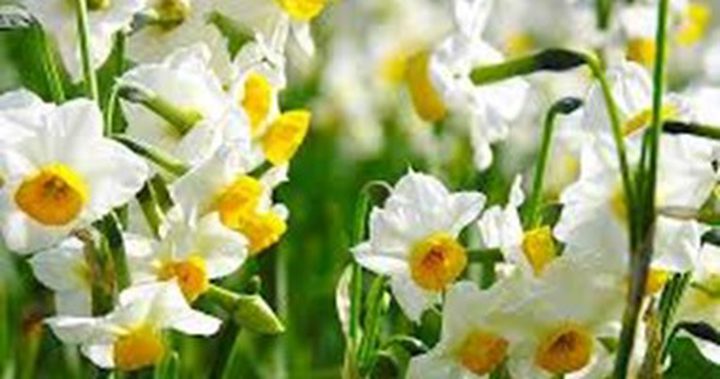 النرجس البرى أحدث علاج للسرطان من الطبيعة