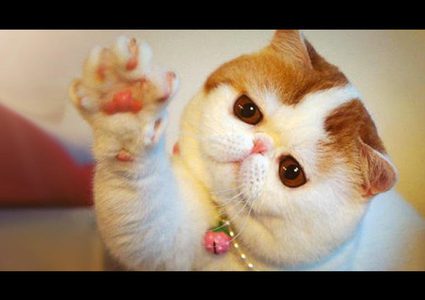 فيديو.. قطة تلقي التحية كالبشر