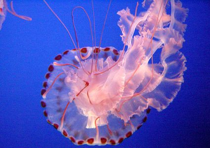 كيميائيون يخلقون قناديل البحر من الغرافين والأمونيا