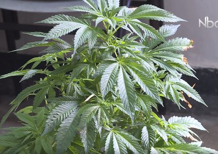 مهندس يستغل عمله لزراعة المخدرات (فيديو)