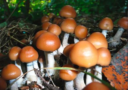 تعرف على الفطر السحري وتأثيره على الإنسان