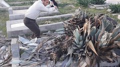 مواطن وأولاده يتطوعون لتنظيف مقبرة المغازي من الأشواك (صور، فيديو)