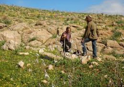 مستوطن بحماية جيش الاحتلال يعتدي على أغنام لأحد الرعاة بالأغوار