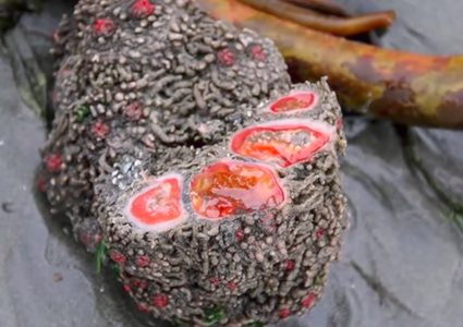 هل فعلاً "الحجارة الحية" جاءت من الفضاء!