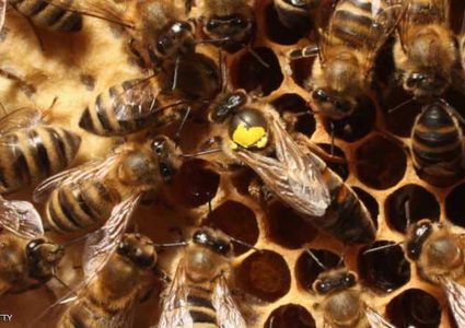 هيئة أوروبية: المبيدات الحشرية تهدد النحل