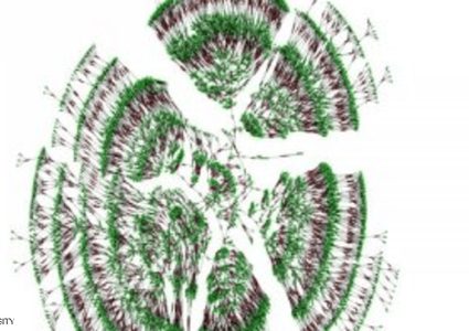 العلماء يحددون أطول "شجرة عائلة" في العالم