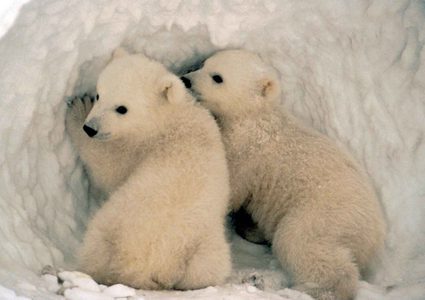 أصل الدب الأبيض هو دب بني إيرلندي!