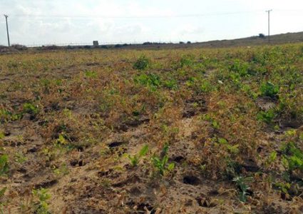 الاحتلال يرش مبيدات سامة على أراضي المزارعين شمال غزة