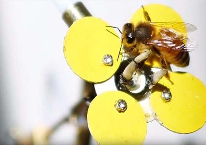 فنان يعيد النحل بطريقة فريدة!ّ