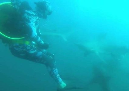 غطاس يجد نفسه وجهاً لوجه مع قرش مفترس!