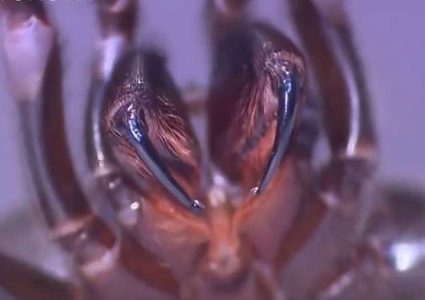 العثور على أكبر عنكبوت سام من نوع  "Agelenidae" !