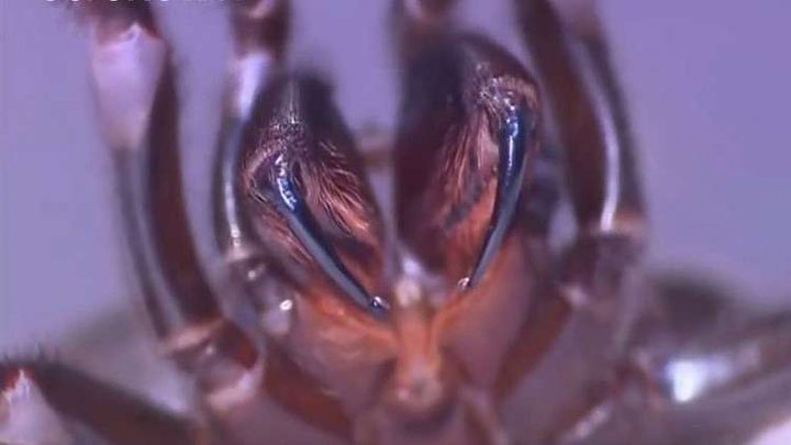العثور على أكبر عنكبوت سام من نوع  "Agelenidae" !