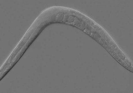 منبع الشباب والشيخوخة" في جسم الإنسان!