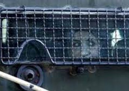 ناشطة مقدسية تُسلّم نفسها لقضاء شهرين في سجون الاحتلال