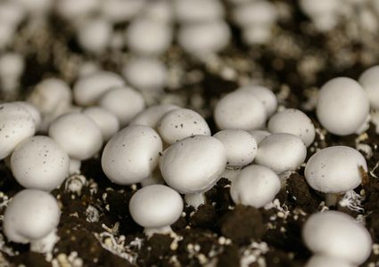 هل يتسبب الفطر بالهلوسات!