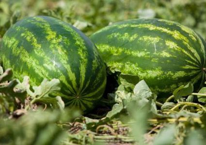 البطيخ يثير الرعب في أستراليا