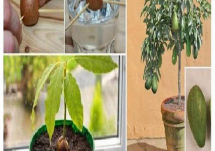 توقفوا عن شراء الأفوكادو. استخدموا هذه الطريقة الذكية لتحصلوا عليه في المنزل بدون حدود !