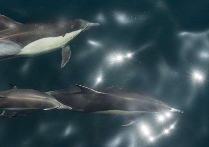 كيف تخطط الدلافين لاصطياد طرائدها؟